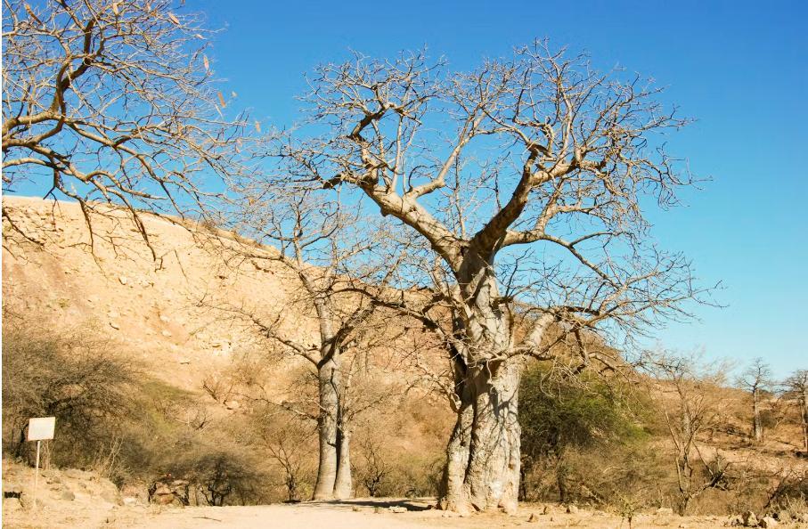 Killer Beetles Threaten African Baobab Trees Killer Beetles Threaten African Baobab Trees