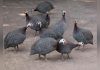 Guinea Fowl Subsector Needs Targeted Policies Guinea Fowl Subsector Needs Targeted Policies
