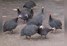 Guinea Fowl Subsector Needs Targeted Policies Guinea Fowl Subsector Needs Targeted Policies