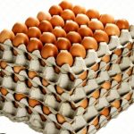Egg Suppliers Seek Government Action on Burkina Faso Ban Egg Suppliers Seek Government Action on Burkina Faso Ban