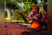 Cocoa Farmers in Guan Appeal to Government over Delayed Payments Cocoa Farmers in Guan Appeal to Government over Delayed Payments