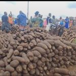 Yam as Oti Region’S Economic Lifeline Yam as Oti Region'S Economic Lifeline