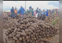 Yam as Oti Region’S Economic Lifeline Yam as Oti Region'S Economic Lifeline
