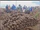 Yam as Oti Region’S Economic Lifeline Yam as Oti Region'S Economic Lifeline