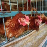 From Cage to Choice in Ghana’S Poultry Industry From Cage to Choice in Ghana'S Poultry Industry