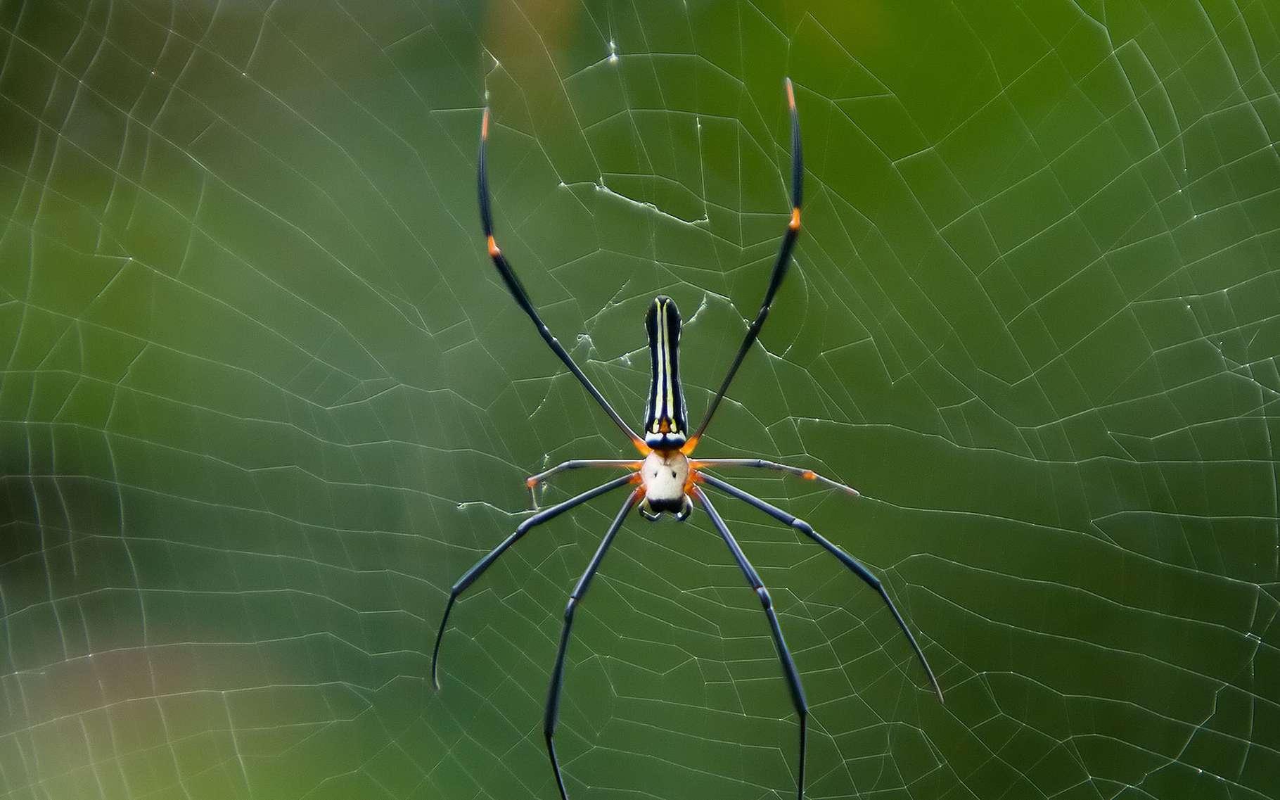 Biotechnologie : la soie des araignées, une fibre très performante