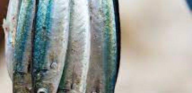 Petits pélagiques entre la Mauritanie, le Sénégal, la Gambie et la Guinée Bissau: Le potentiel halieutique évalué à 2 222 500 tonnes Petits pélagiques entre la Mauritanie, le Sénégal, la Gambie et la Guinée Bissau: Le potentiel halieutique évalué à 2 222 500 tonnes