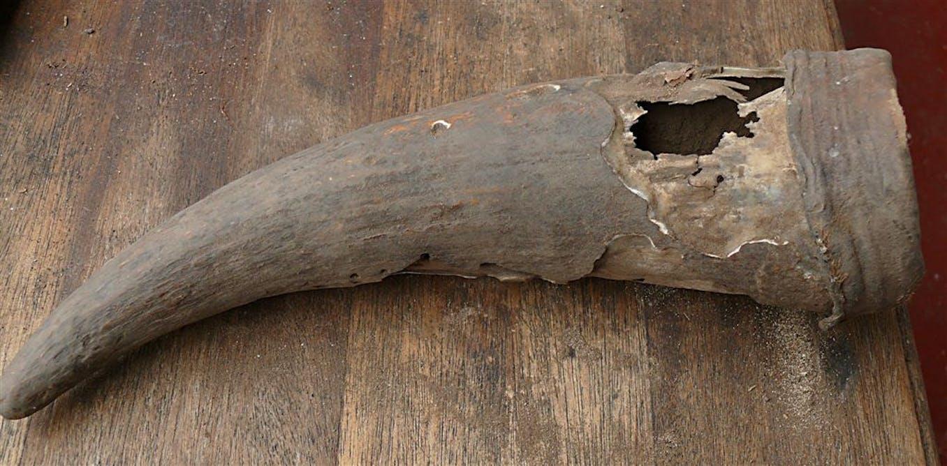 500-year-old horn container discovered in South Africa sheds light on pre-colonial Khoisan medicines 500-year-old horn container discovered in South Africa sheds light on pre-colonial Khoisan medicines