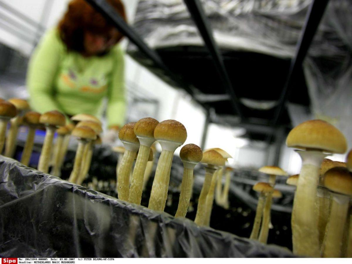 Psilocybine : quelle est cette substance issue de champignons hallucinogènes et légalisée dans certains pays ? Psilocybine : quelle est cette substance issue de champignons hallucinogènes et légalisée dans certains pays ?