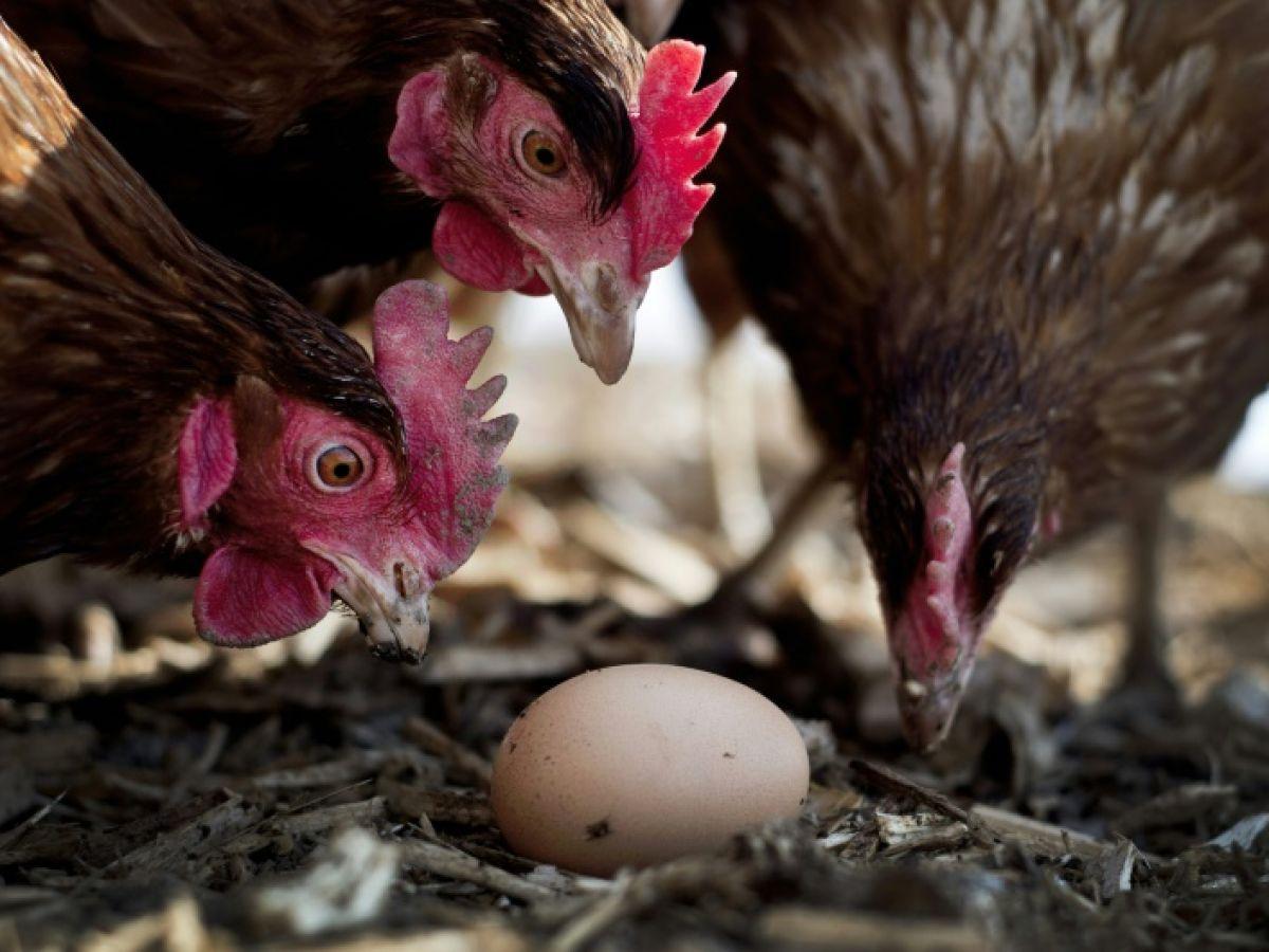 En Île-de-France, l’ARS recommande de ne pas consommer les oeufs des poulaillers domestiques En Île-de-France, l’ARS recommande de ne pas consommer les oeufs des poulaillers domestiques