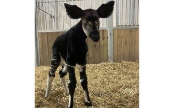 France : naissance d’un bébé Okapi France : naissance d’un bébé Okapi