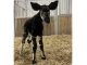 France : naissance d’un bébé Okapi France : naissance d’un bébé Okapi