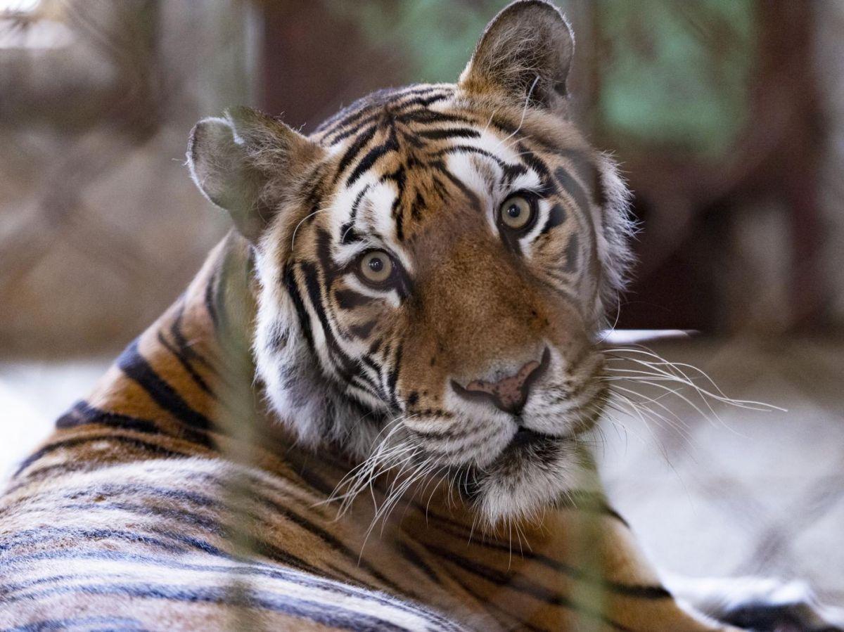 Quels animaux survivront au dérèglement climatique ? Quels animaux survivront au dérèglement climatique ?