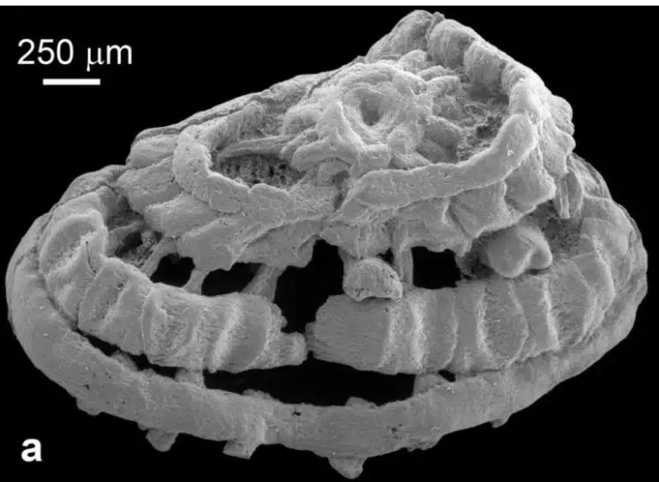 Des tissus musculaires de plus de 500 millions d’années conservés dans des microfossiles Des tissus musculaires de plus de 500 millions d’années conservés dans des microfossiles
