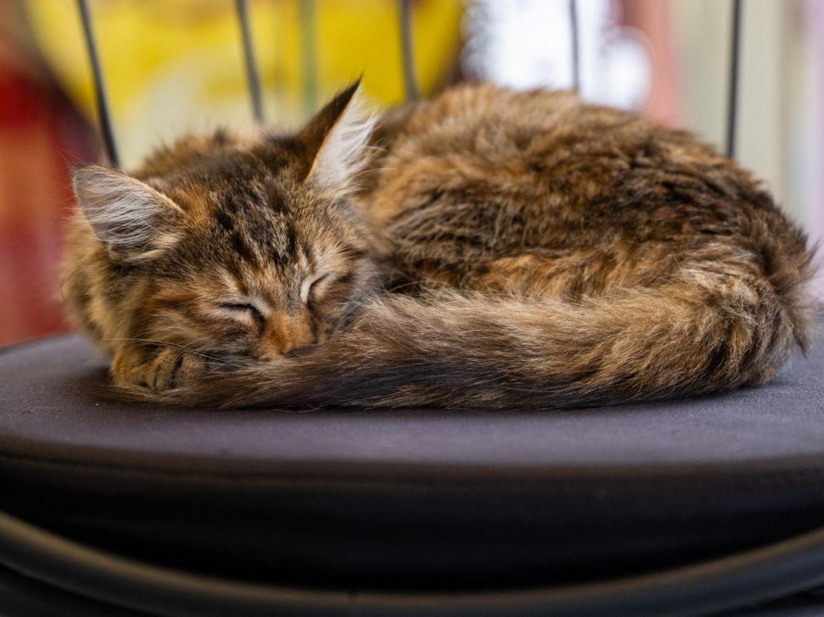 Le mystère du ronronnement des chats enfin résolu ? Le mystère du ronronnement des chats enfin résolu ?