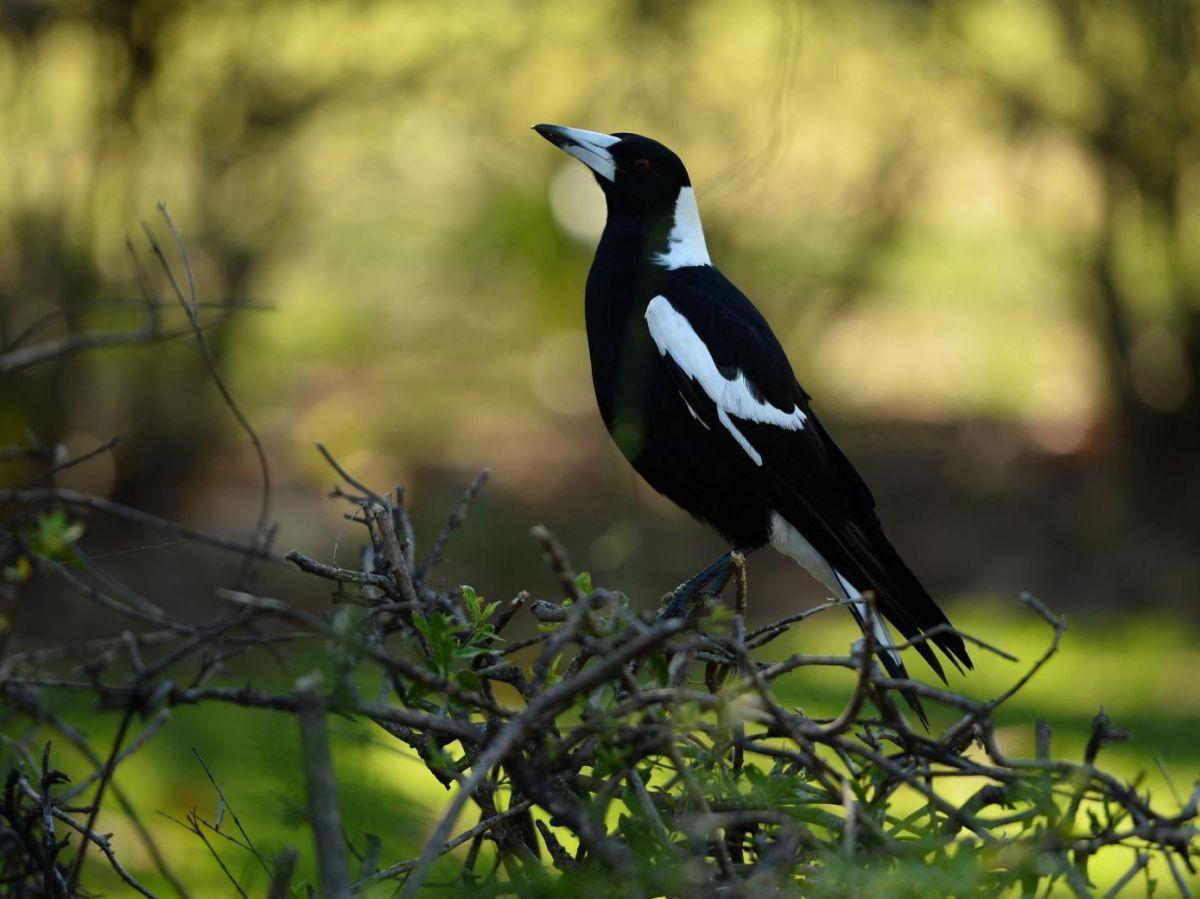 Les pies australiennes terrorisent-elles vraiment les passants ? Les pies australiennes terrorisent-elles vraiment les passants ?