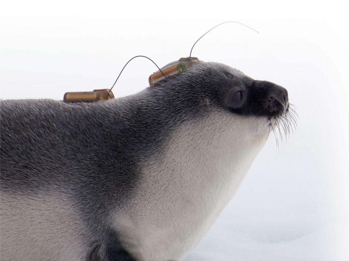 Quand les animaux deviennent des espions scientifiques en milieu hostile Quand les animaux deviennent des espions scientifiques en milieu hostile