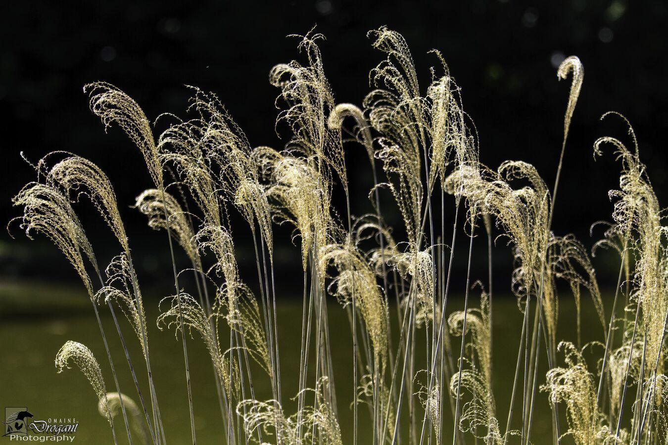 Сette plante originaire d’Afrique sera cultivée en Russie pour produire de la cellulose Сette plante originaire d’Afrique sera cultivée en Russie pour produire de la cellulose