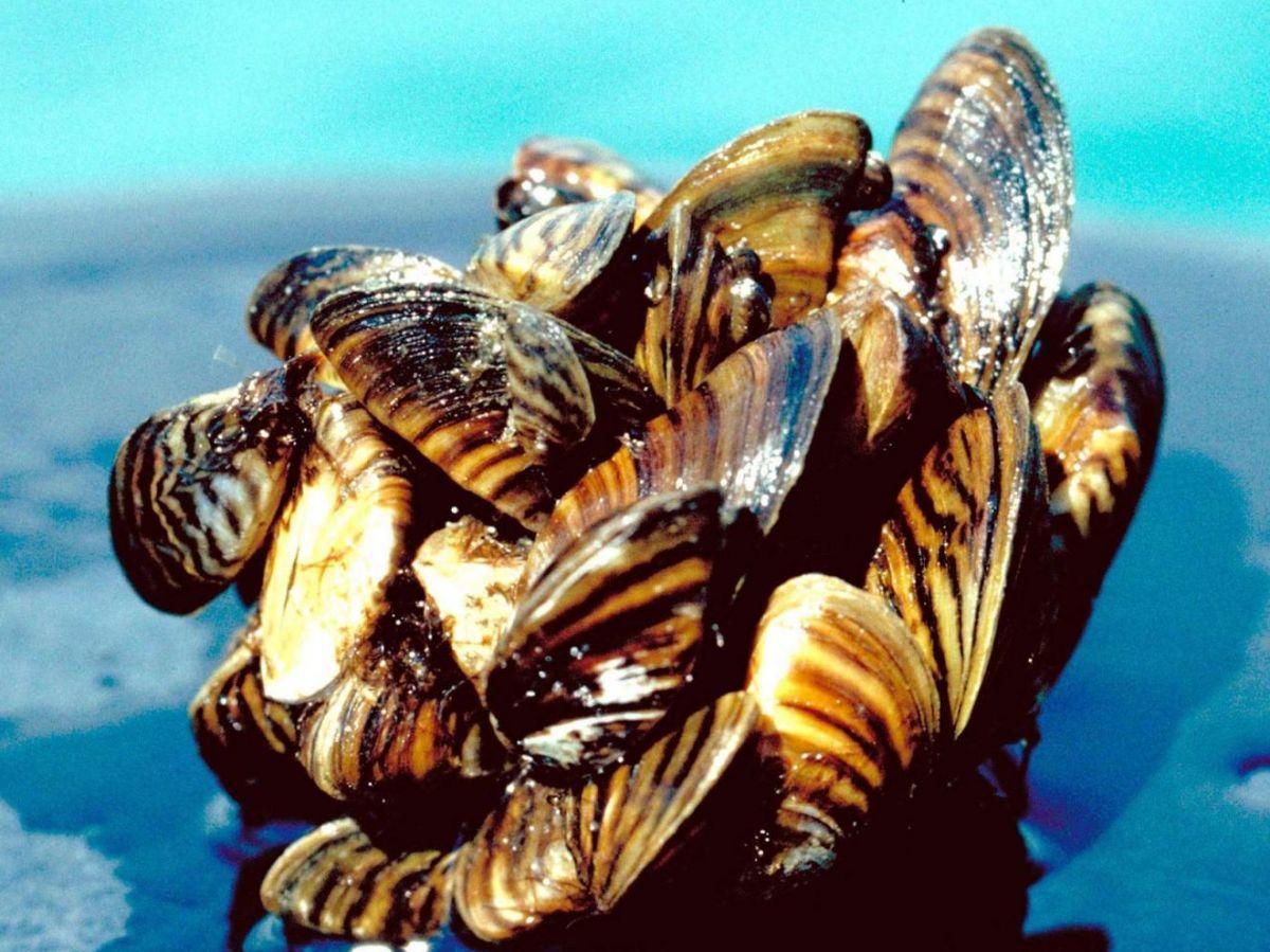 La moule qui se prenait pour une araignée La moule qui se prenait pour une araignée