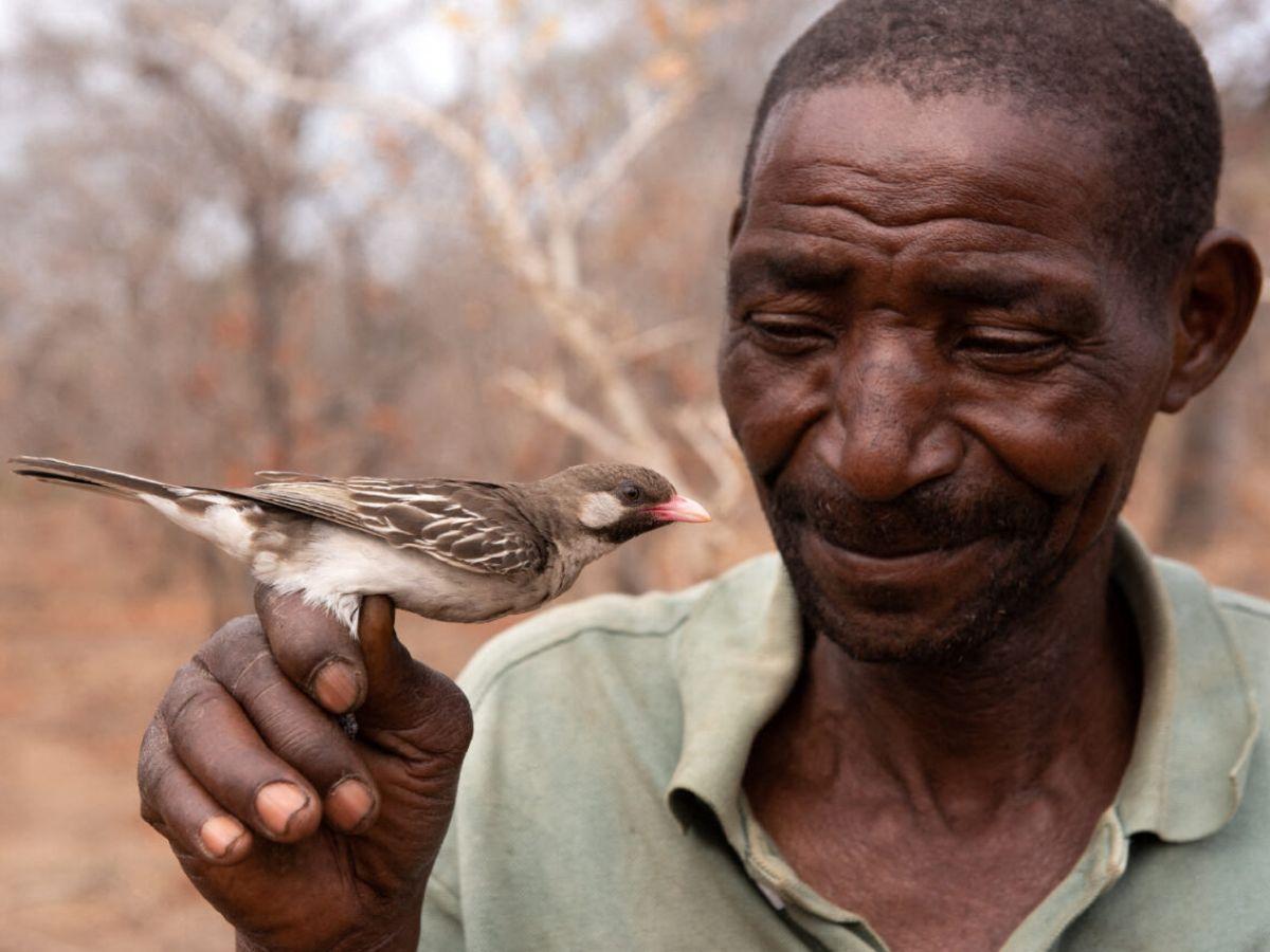 En Afrique, les oiseaux et les humains ont appris à collaborer pour trouver du miel En Afrique, les oiseaux et les humains ont appris à collaborer pour trouver du miel