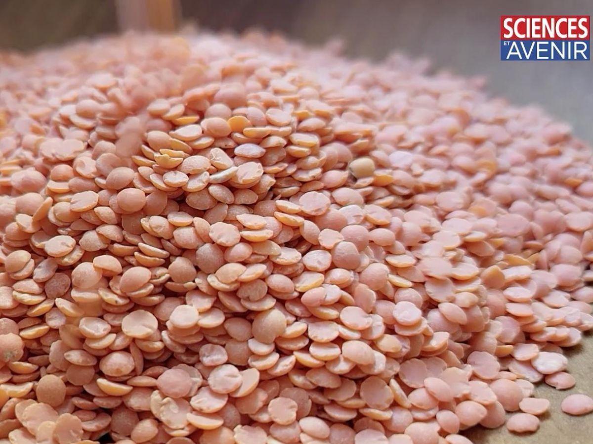 REPORTAGE. A Dijon, la cantine scolaire fait sa mue écologique REPORTAGE. A Dijon, la cantine scolaire fait sa mue écologique