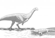 Une nouvelle espèce de dinosaure découverte au Zimbabwe Une nouvelle espèce de dinosaure découverte au Zimbabwe