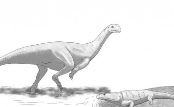 Une nouvelle espèce de dinosaure découverte au Zimbabwe Une nouvelle espèce de dinosaure découverte au Zimbabwe