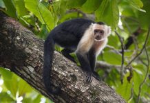 La taille du cerveau des primates ne serait pas liée à leur efficacité dans la recherche de fruits La taille du cerveau des primates ne serait pas liée à leur efficacité dans la recherche de fruits