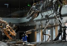Des enfants américains découvrent un jeune tyrannosaure en se promenant Des enfants américains découvrent un jeune tyrannosaure en se promenant