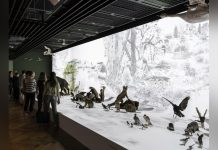 Musée Zoologique de Strasbourg Rouvre pour Réflexion Musée Zoologique de Strasbourg Rouvre pour Réflexion