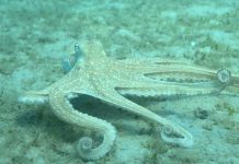 Chorégraphies Incroyables de la Pieuvre Révélées Chorégraphies Incroyables de la Pieuvre Révélées