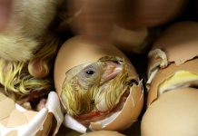 Qui, de L’Œuf ou de la Poule, Est Apparu en Premier? Qui, de L’Œuf ou de la Poule, Est Apparu en Premier?