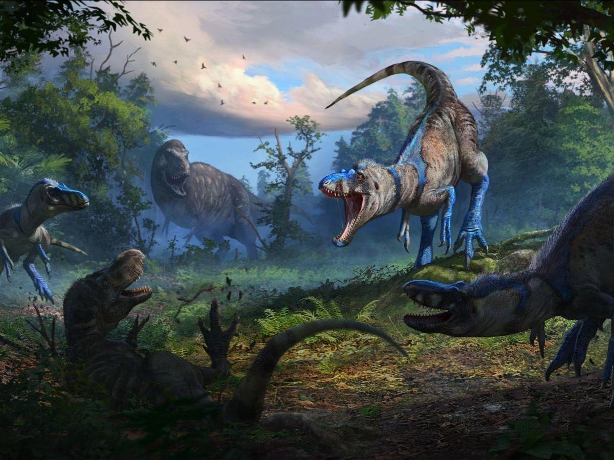 Nanotyrannus Réhabilité: un Fossile Relance le Débat Nanotyrannus Réhabilité: un Fossile Relance le Débat