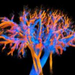 Sonde Ultrasonore Visualise Circulation Sanguine en 4D Sonde Ultrasonore Visualise Circulation Sanguine en 4D