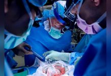 Greffe de Porc chez L’Homme: Défis de la Xénotransplantation Greffe de Porc chez L'Homme: Défis de la Xénotransplantation