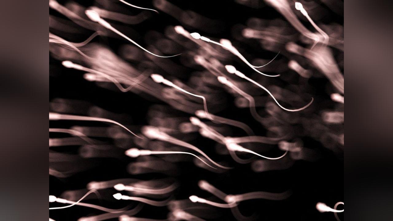 Augmentation des Mutations Délétères des Spermatozoïdes Augmentation des Mutations Délétères des Spermatozoïdes