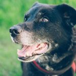 Espérance de Vie des Chiens Selon leur Race Espérance de Vie des Chiens Selon leur Race