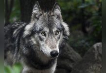 État Annonce Stabilité du Nombre de Loups en France État Annonce Stabilité du Nombre de Loups en France
