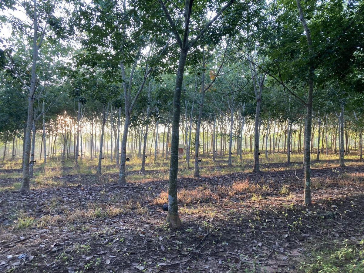 Caoutchouc Naturel: Plan D’Action pour Culture Durable Caoutchouc Naturel: Plan D’Action pour Culture Durable