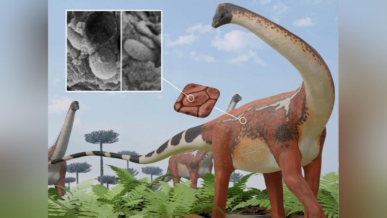 Sauropodes: Dinosaures Géants aux Couleurs Variées Sauropodes: Dinosaures Géants aux Couleurs Variées