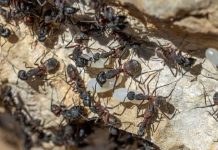 Chez les Fourmis, la Quantité Prime sur la Qualité Chez les Fourmis, la Quantité Prime sur la Qualité