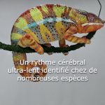 Rythme Ultra-Lent et Parasites chez les Romains Rythme Ultra-Lent et Parasites chez les Romains