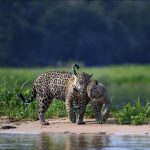 Femelles Jaguars Sauvages Miaulent pour Communiquer Femelles Jaguars Sauvages Miaulent pour Communiquer