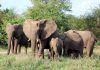 Haut-Lomami: des Éléphants Ravagent les Champs À Mulongo Haut-Lomami: des Éléphants Ravagent les Champs À Mulongo