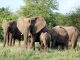 Haut-Lomami: des Éléphants Ravagent les Champs À Mulongo Haut-Lomami: des Éléphants Ravagent les Champs À Mulongo