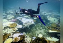 Blanchiment des Récifs Coralliens en Moins de Dix Ans Blanchiment des Récifs Coralliens en Moins de Dix Ans