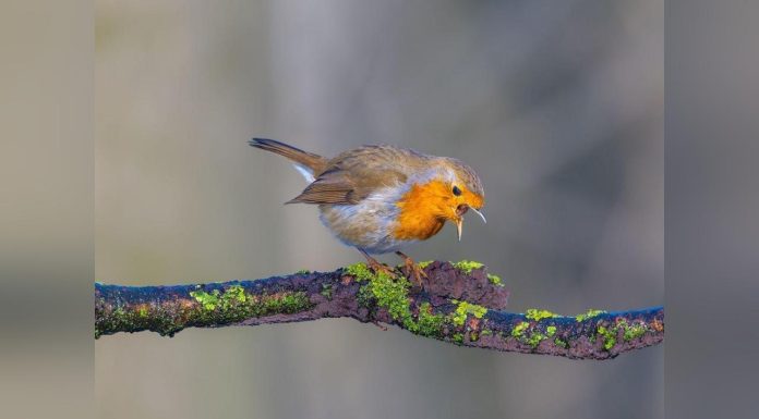 Bruit et Reproduction des Oiseaux: Solutions Disponibles Bruit et Reproduction des Oiseaux: Solutions Disponibles