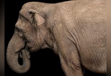 Le Secret de la Dextérité des Éléphants: Moustaches Le Secret de la Dextérité des Éléphants: Moustaches