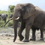 Migration D’Éléphants À Malemba-Nkulu Appel À Vigilance Migration D’Éléphants À Malemba-Nkulu Appel À Vigilance