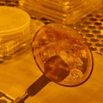 Capsule de L’humanité Gravée sur la Lune pour L’Éternité Capsule de L’humanité Gravée sur la Lune pour L’Éternité